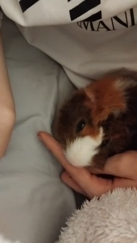 Guinea Pig rodents for sale: 2 guinea pigs and their stuff  in London - Video 1