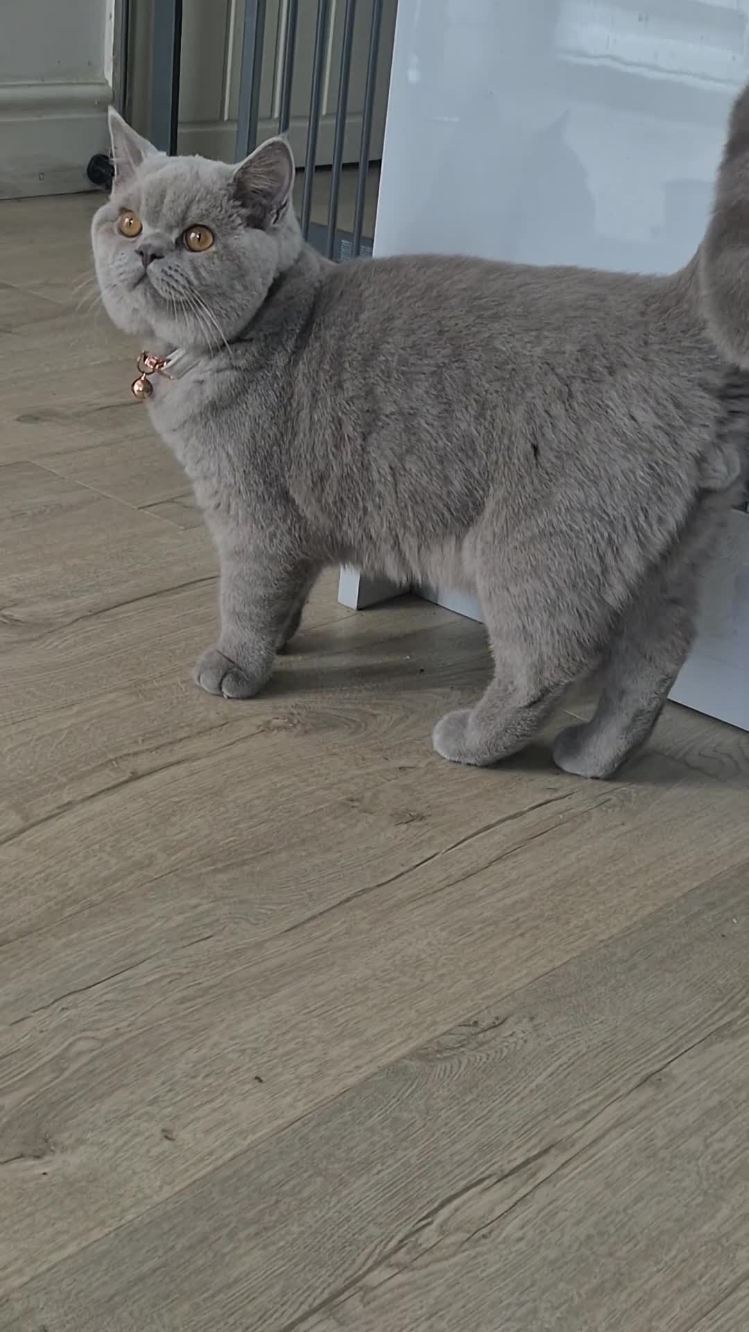 British Shorthair cats for sale: GCCF registered British shorthair kitten  - Video 2