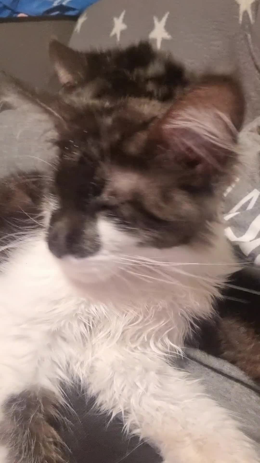 Maine Coon cats for sale: Female Maine Coon kitten - Video 1
