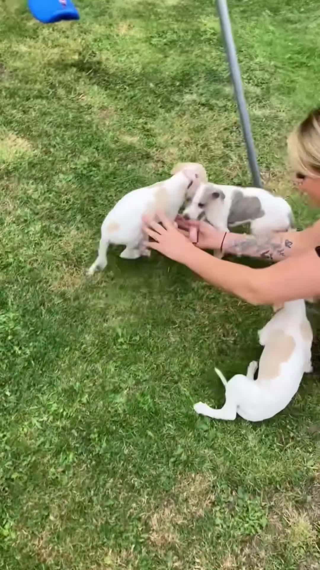 Whippet dogs for sale: Kc reg whippets  - Video 1