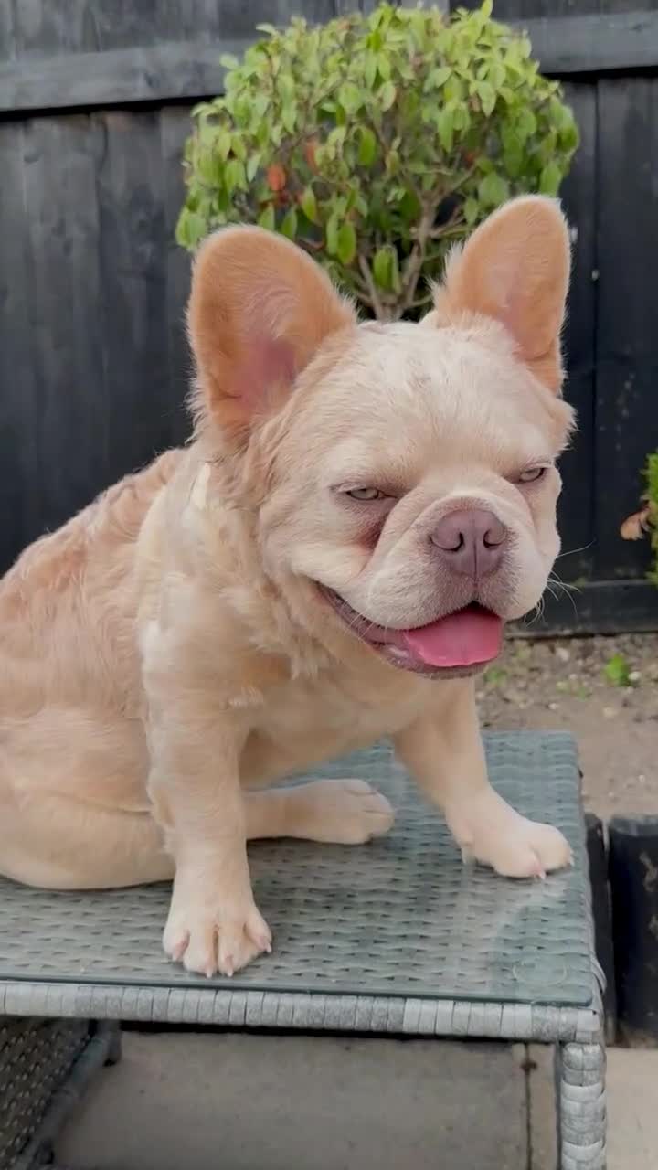 French Bulldog dogs for sale: Wavy/Puffy Coated French Bulldogs - Video 1