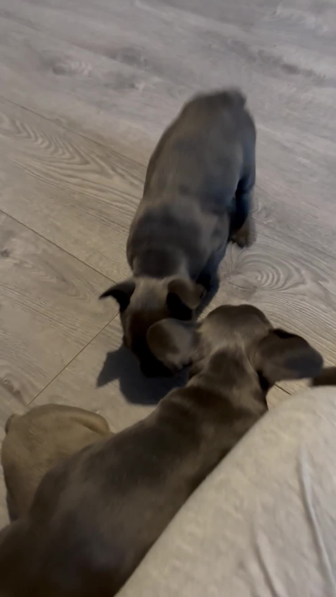 French Bulldog dogs for sale: French bulldogs puppies  - Video 1