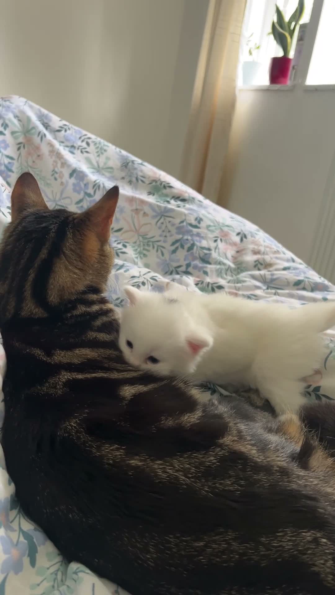 Mixed Breed cats for sale: Turkish angora mix breed in Huddersfield - Video 1