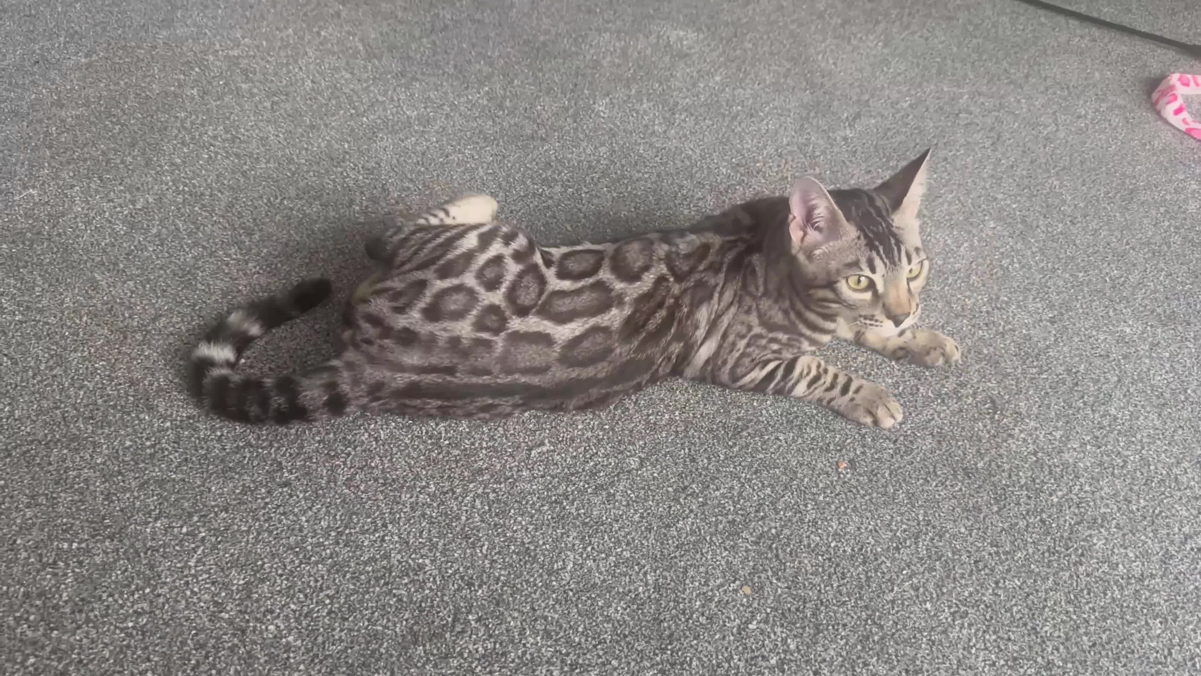 Bengal cats for sale: Well socialised bengal kittens - ready 21/12/25 - Video 2