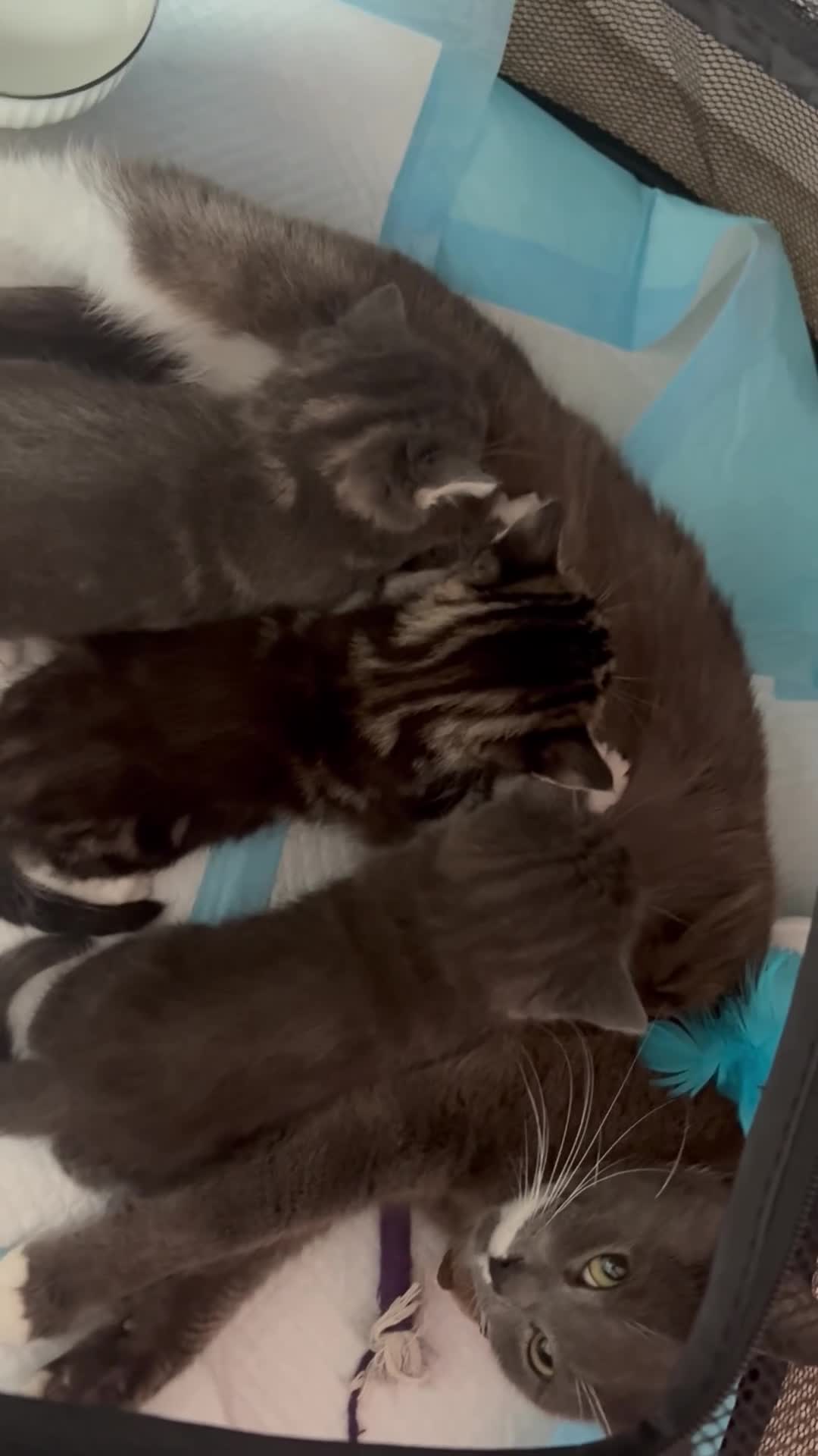 Mixed Breed cats for sale: Mixed breed litter  - Video 1