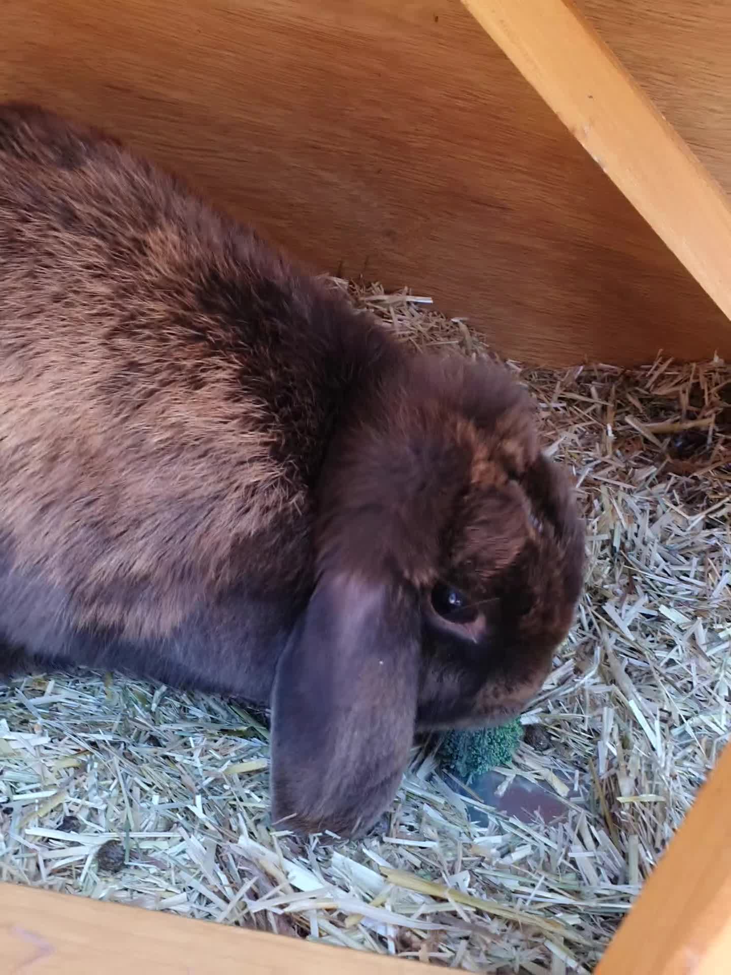 Mini Lop rabbits for sale: Brindle mini lop female  in Stowmarket - Video 2