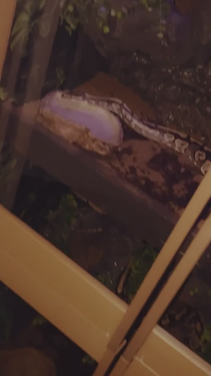 Python Snake reptiles for sale: Male and female + set up  in Auchterarder - Video 1