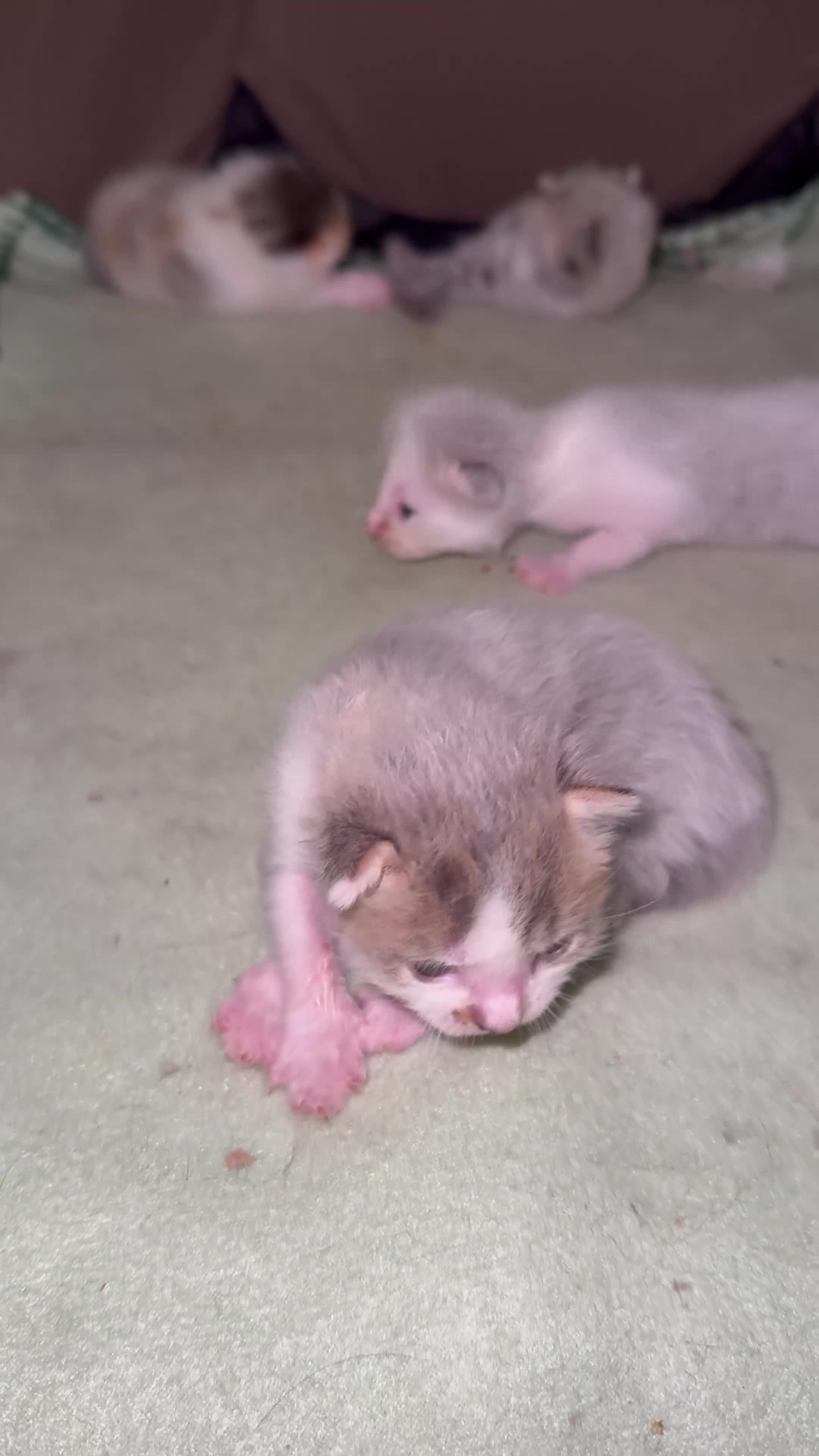 Mixed Breed cats for sale: 2 amazing kittens for sale - Video 1