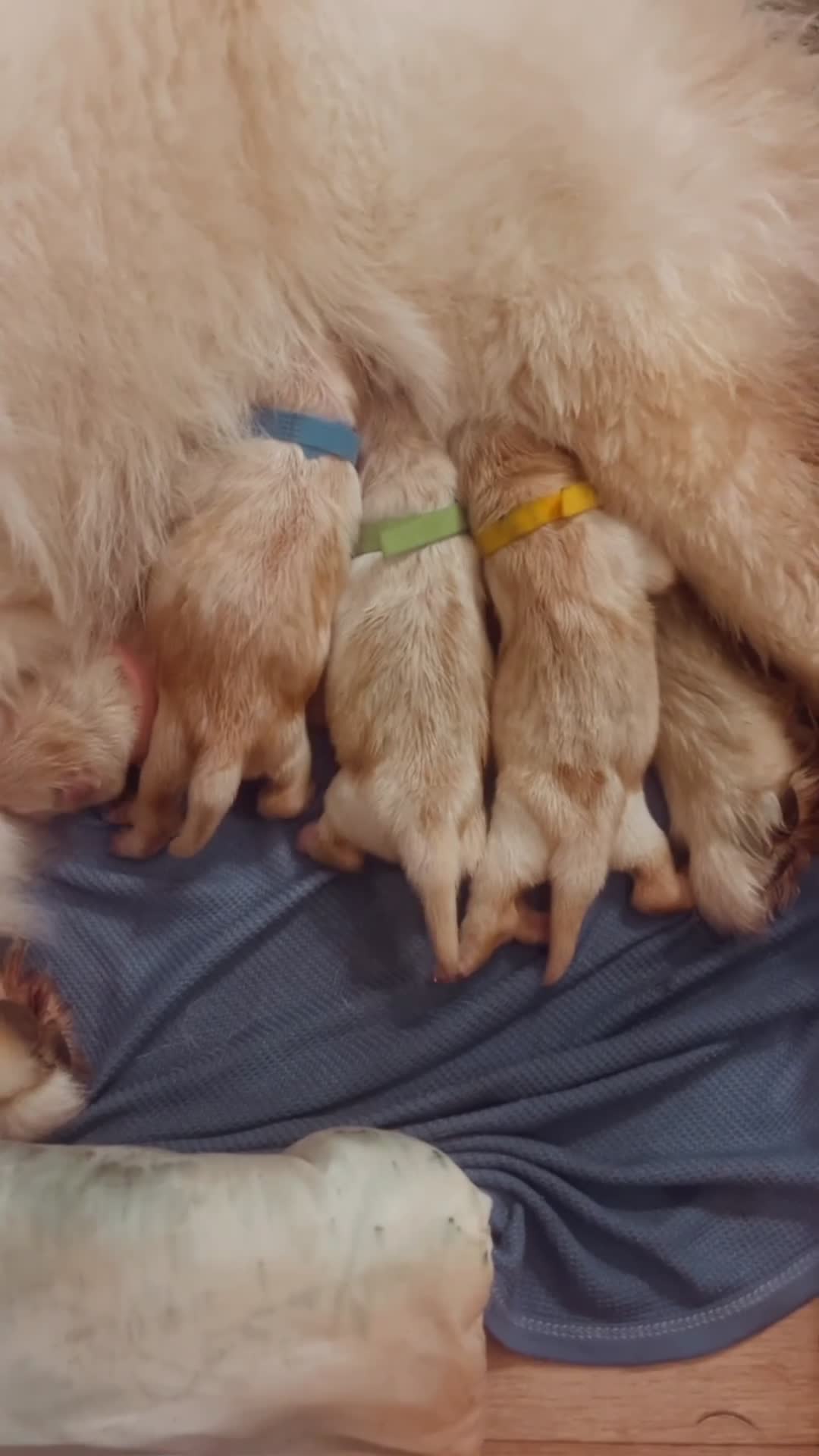 Chow Chow dogs for sale: Chow chows for sale 3k champion bloodline  - Video 5