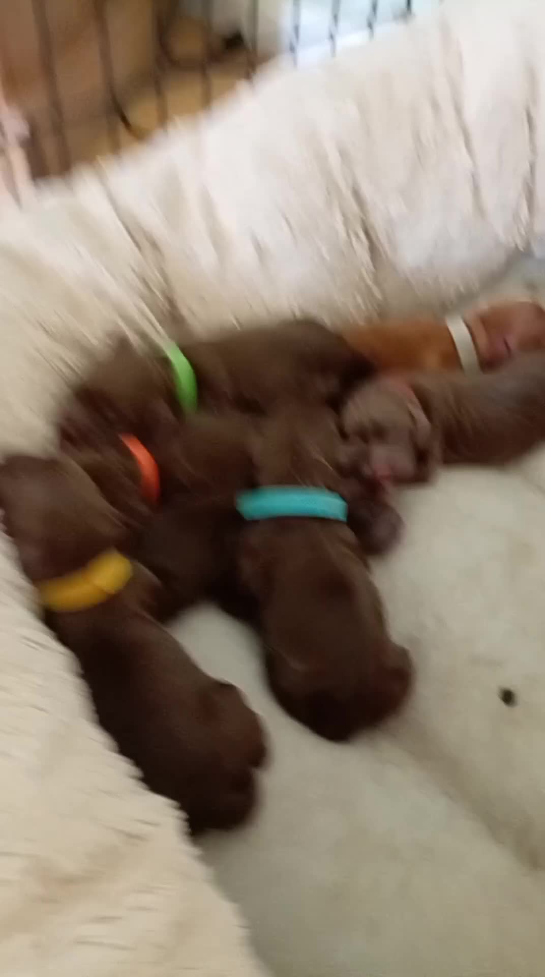 Cocker Spaniel dogs for sale: 4 female cocker pups DNA clear  in Milton Keynes - Video 1