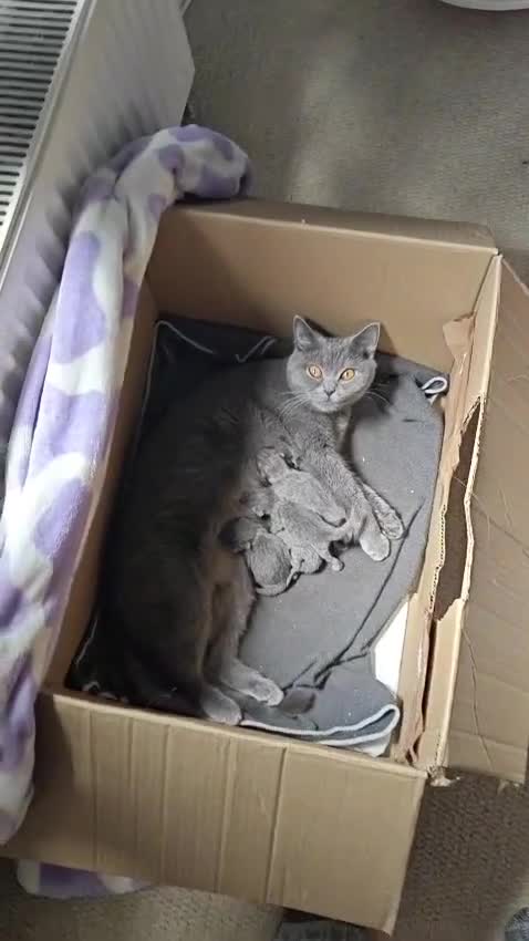 British Shorthair cats for sale: Beautiful  British Shorthair Kittens in Bournemouth - Video 3