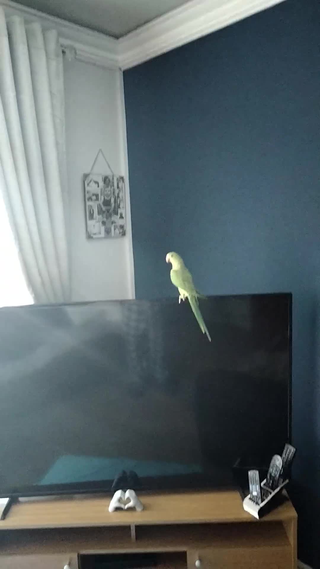 Parakeets birds for sale: Indian ring neck parrot  - Video 1