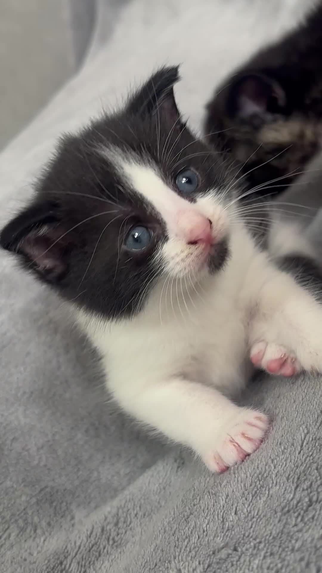 Mixed Breed cats for sale: 🖤🐱Kittens - Only 2 boys left! (Ready now)🐱🖤 in Bridgend - Video 2