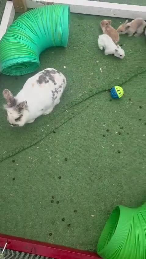 Mini Lop rabbits for sale: Mini lops, lionheads, netherland dwarf pure breeds - Video 1