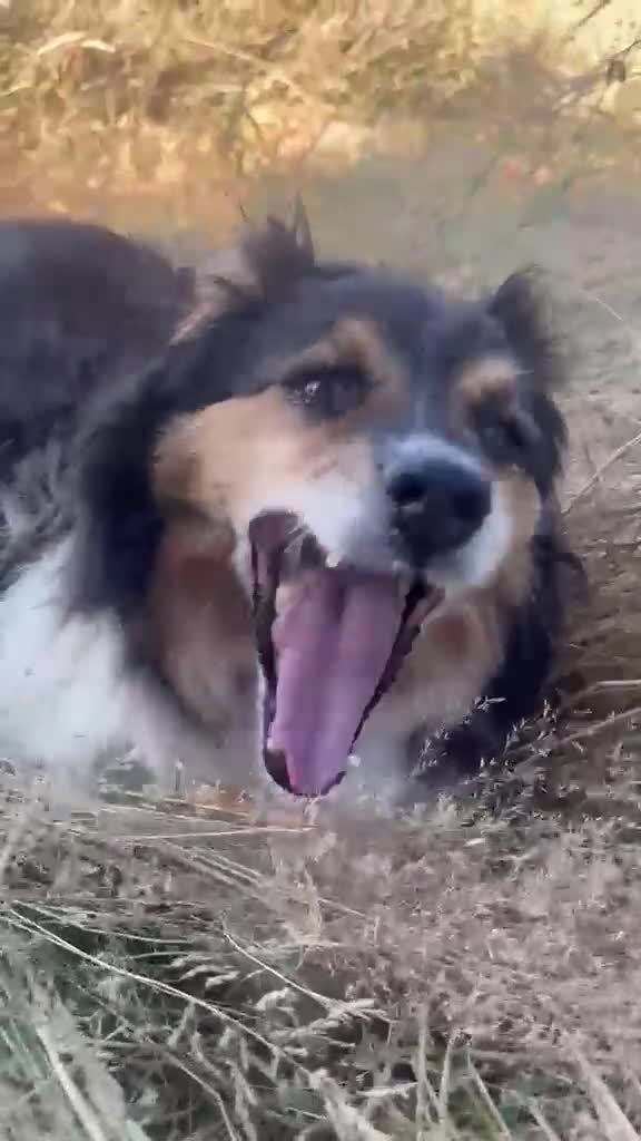 Mixed Breed dogs for adoption: ❤️GYPSY - LITTLE LADY LOOKING FOR LOVE ❤️  in Derby - Video 2