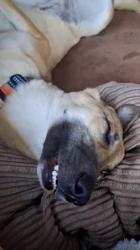 Mixed Breed dogs for adoption: Sallie – 10 months old, Female, Mixed Breed Pup - Video 2