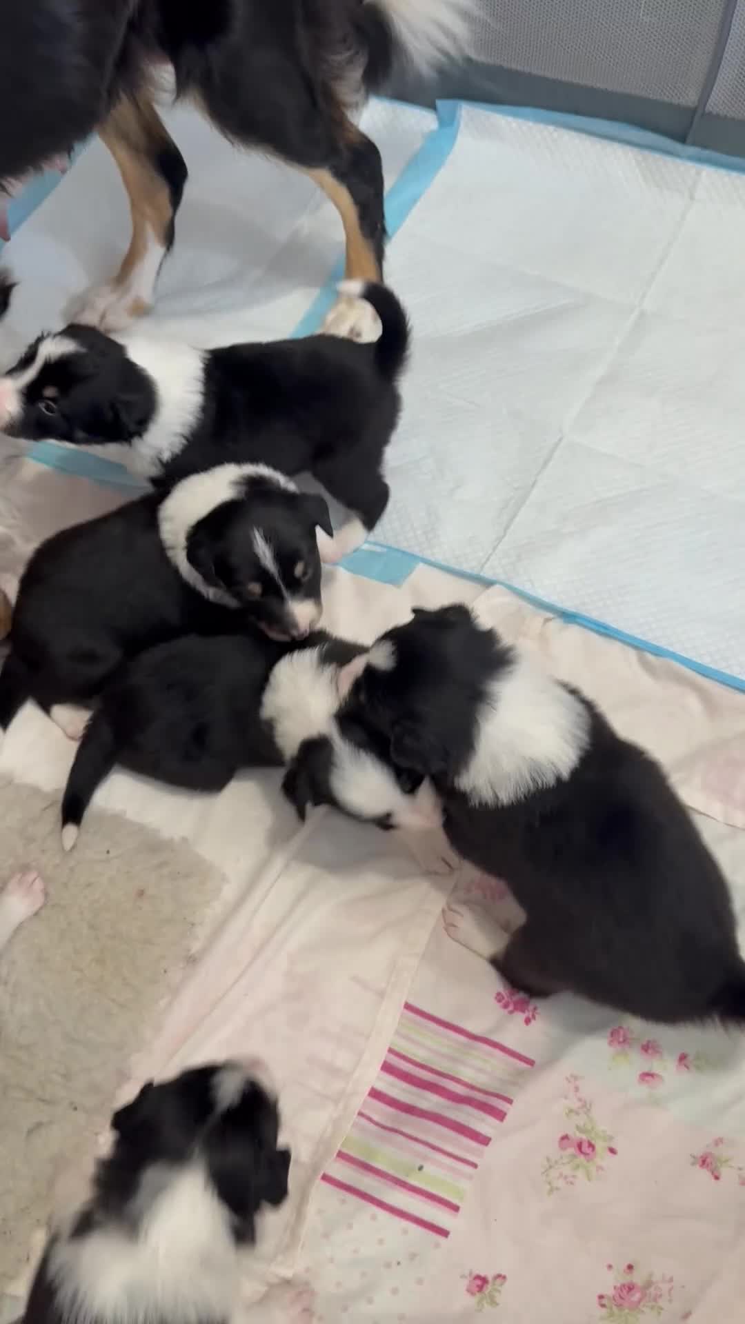 Border Collie dogs for sale: Border Collie Puppies from Working Stock in Carnforth - Video 1
