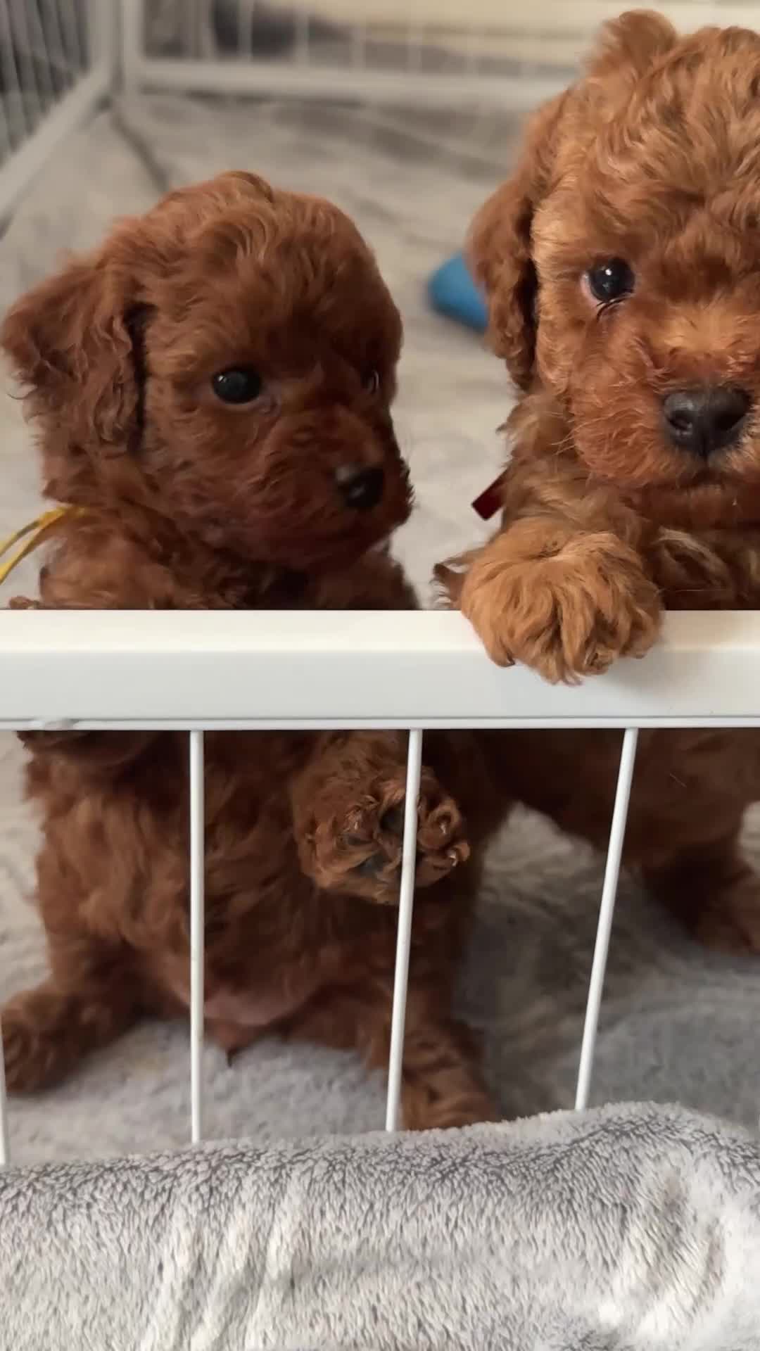 Toy Poodle dogs for sale: BEAUTIFUL QUALITY ASIAN TOY CAVAPOO PUPPIES - Video 1