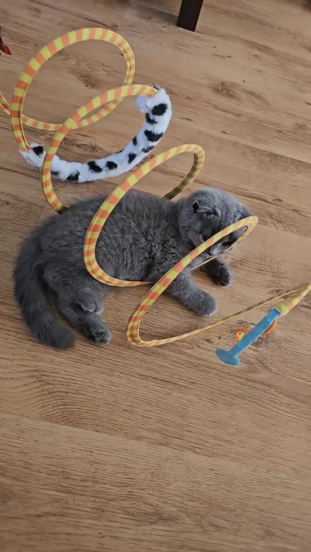 British Shorthair cats for sale: Hurry up 3 🕢Beautiful Scottish fold kitten left in Hatfield - Video 2