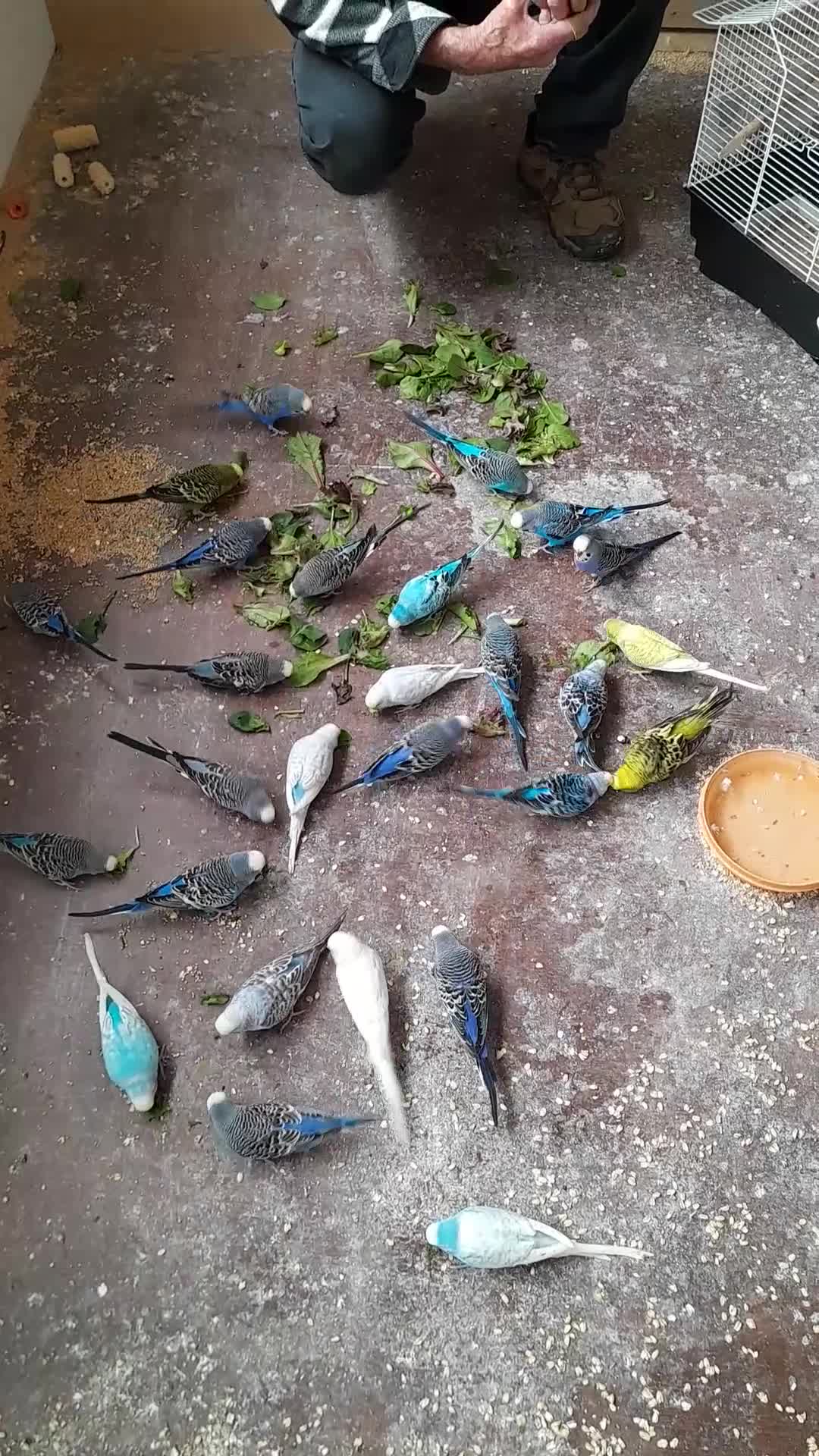 Budgerigars birds for sale: Young budgies  - Video 1