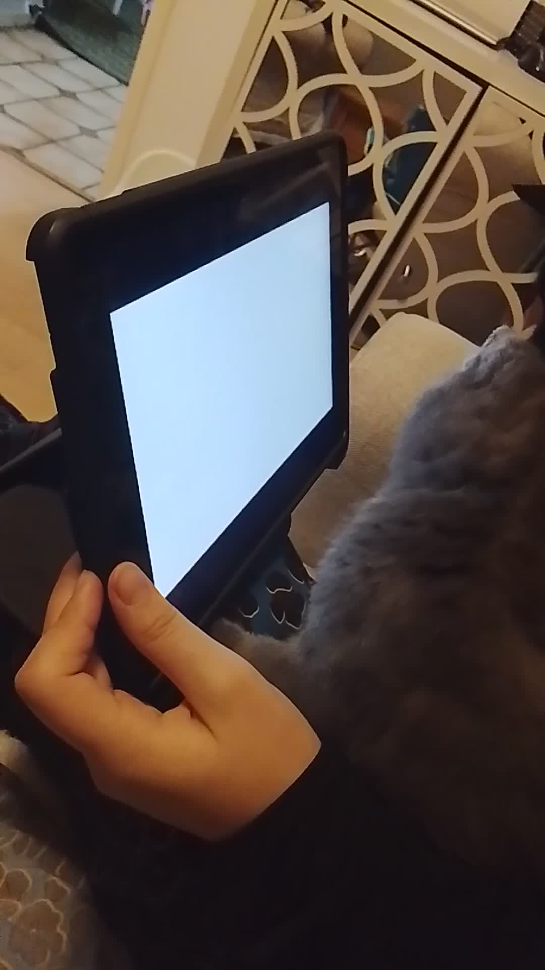 Mixed Breed cats for sale: Healthy cute grey baby boy kitten - Video 1