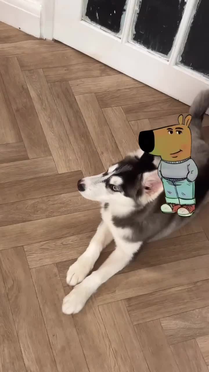 Siberian Husky dogs for sale: Lilly - Video 1