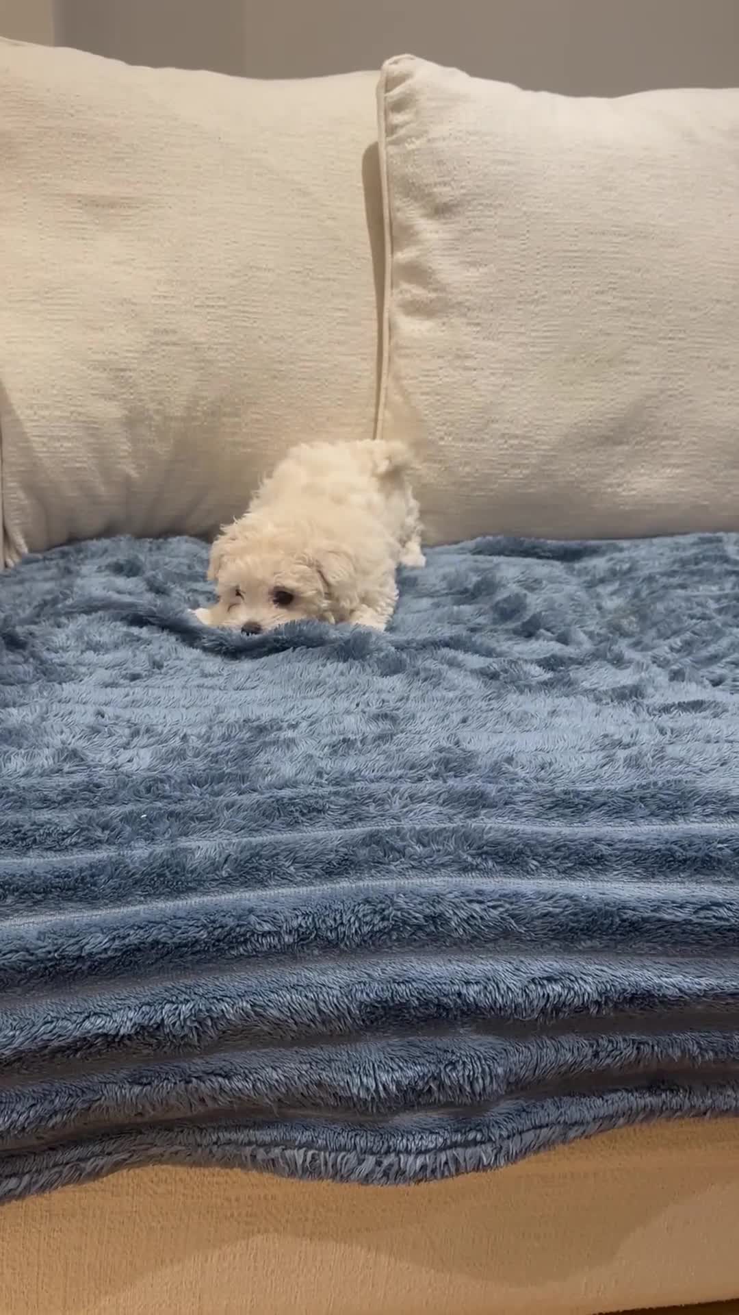 Maltipoo dogs for sale: 8 Week Maltipoo Puppy - Video 1