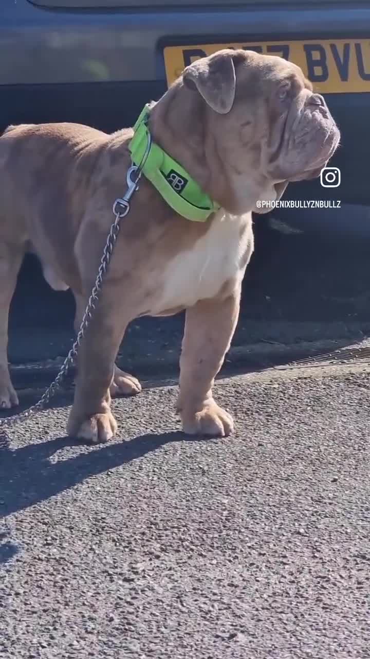 Olde English Bulldogge dogs for stud: 2 olde English bulldogs brothers for stud - Video 2