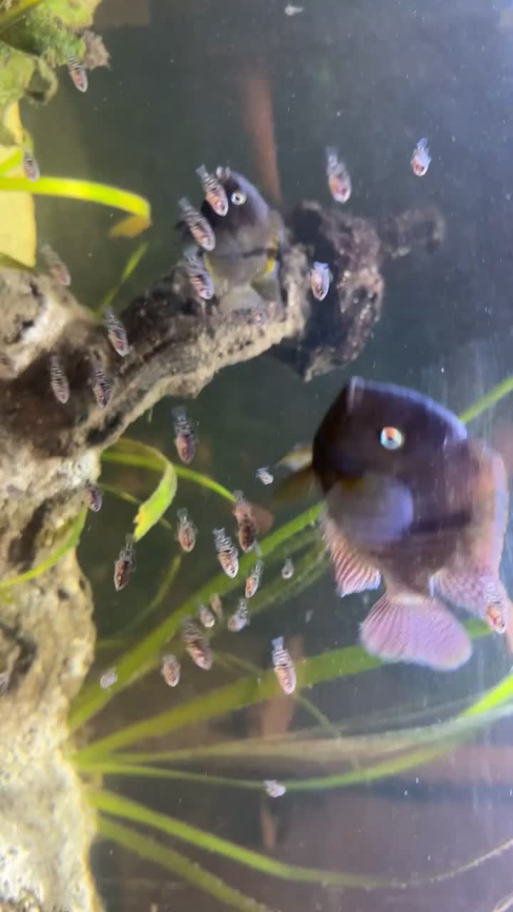 Cichlids fish for sale: T Bar Cichlid Fry and Breeding Pair - Video 1