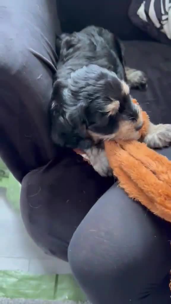 Cockapoo dogs for sale: Last 2 females for sale - Video 1