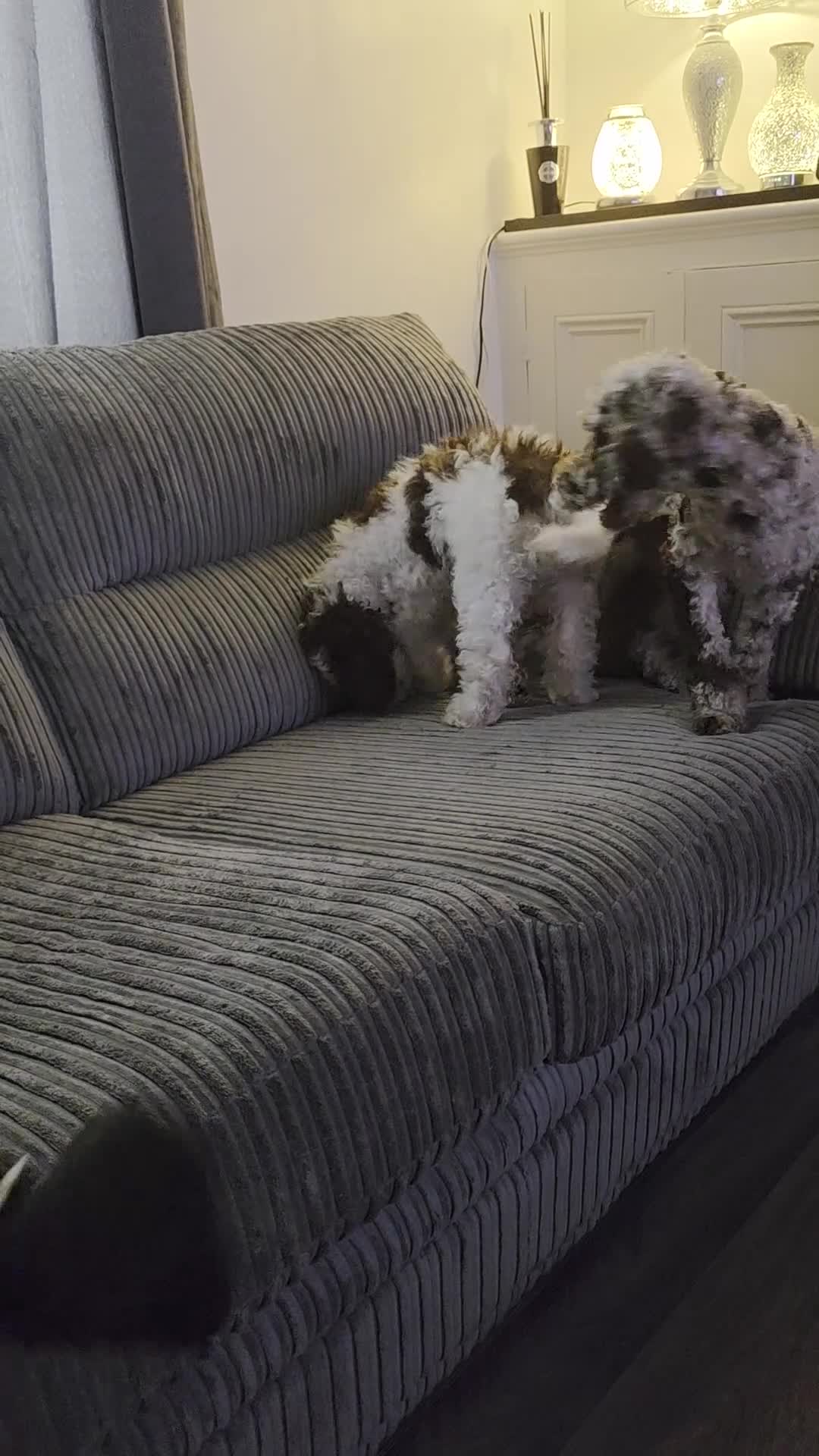 Cockapoo dogs for sale: All Puppies now gone. Waiting list now open.  in Darwen - Video 5