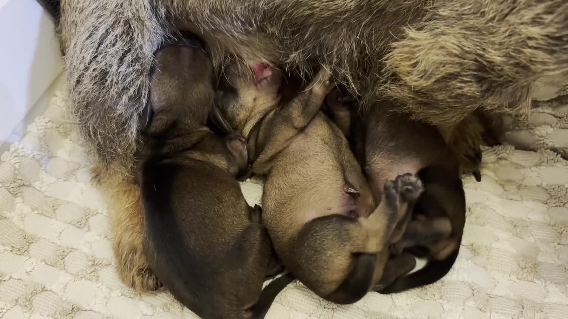 Miniature Dachshund dogs for sale: Mini Wire-haired Dachshunds - Video 5