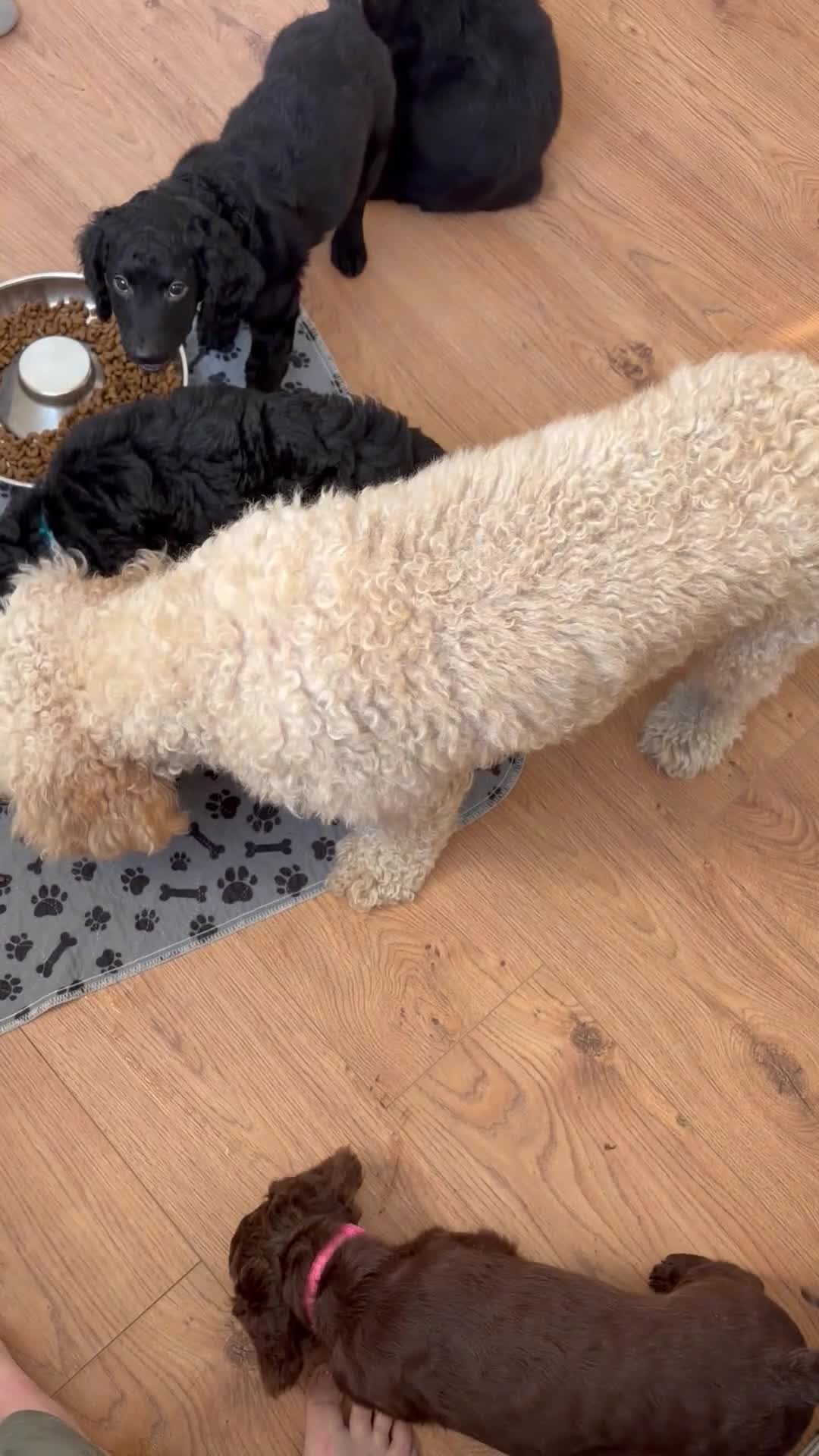 Cockapoo dogs for sale: Gorgeous Cockerpoo-Cross puppies, Mum+Dad our pets - Video 4