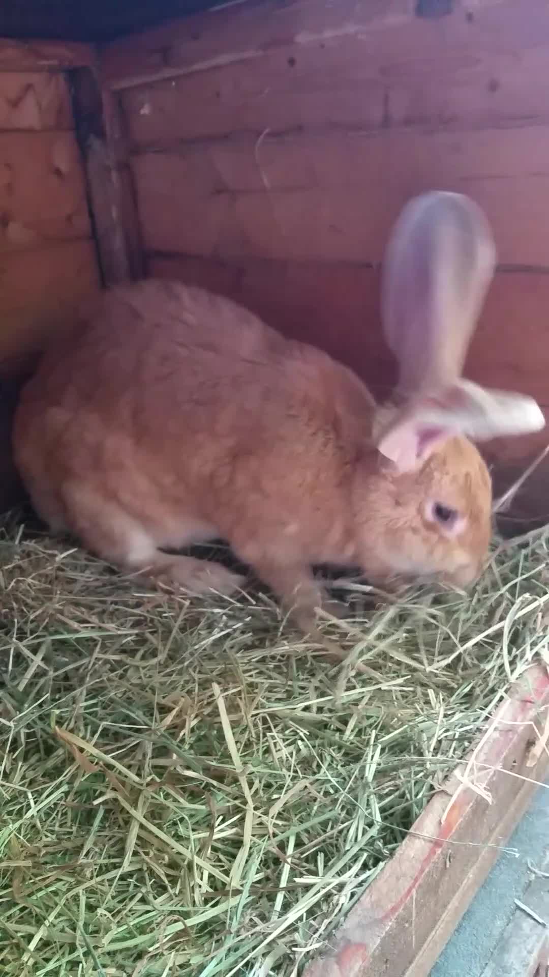 Continental Giant rabbits for sale: PURE Continental Giants Vaccinated 3 in 1 Reserve  - Video 1