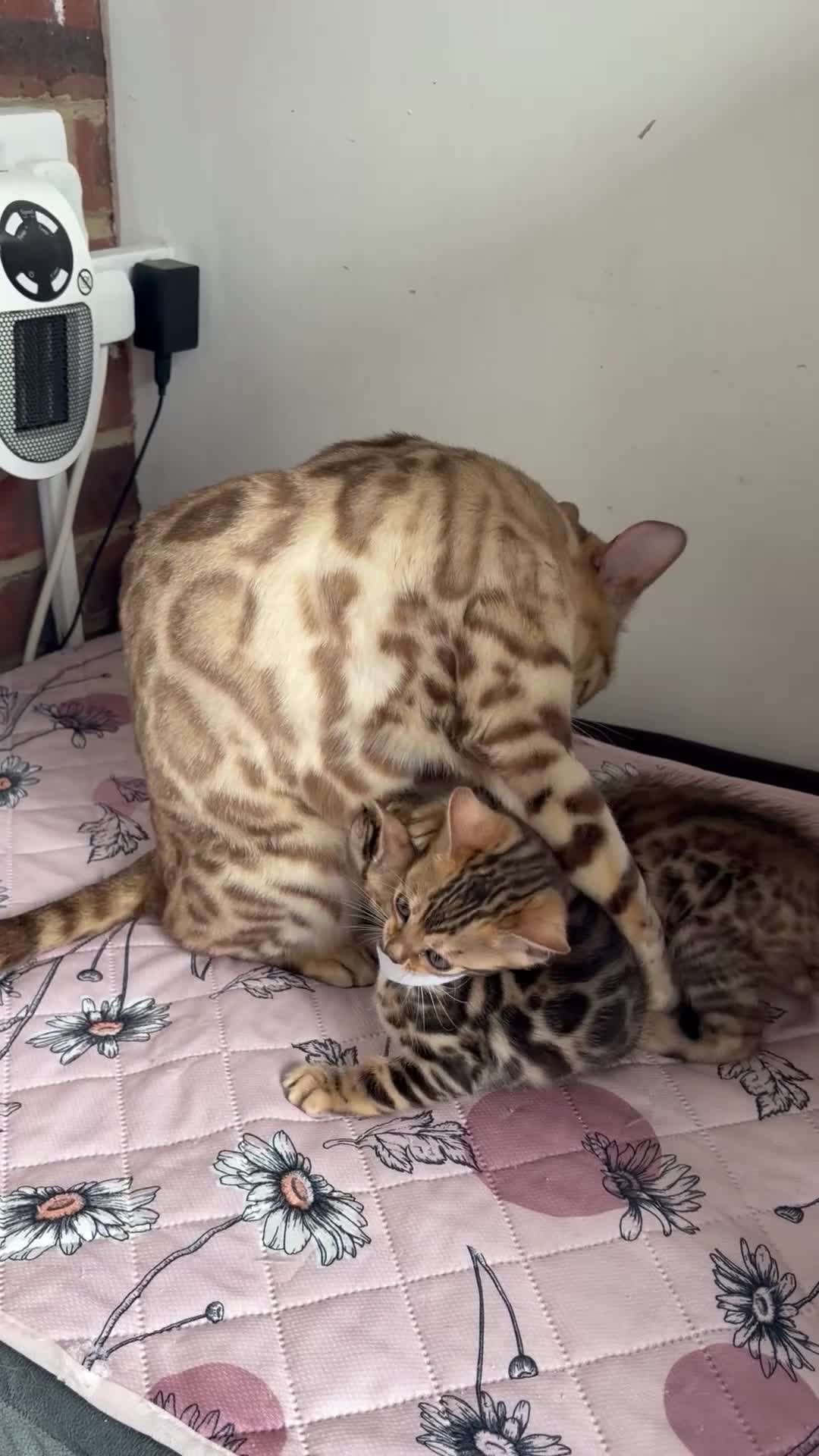 Bengal cats for sale: Quality Bengal kittens - Video 1