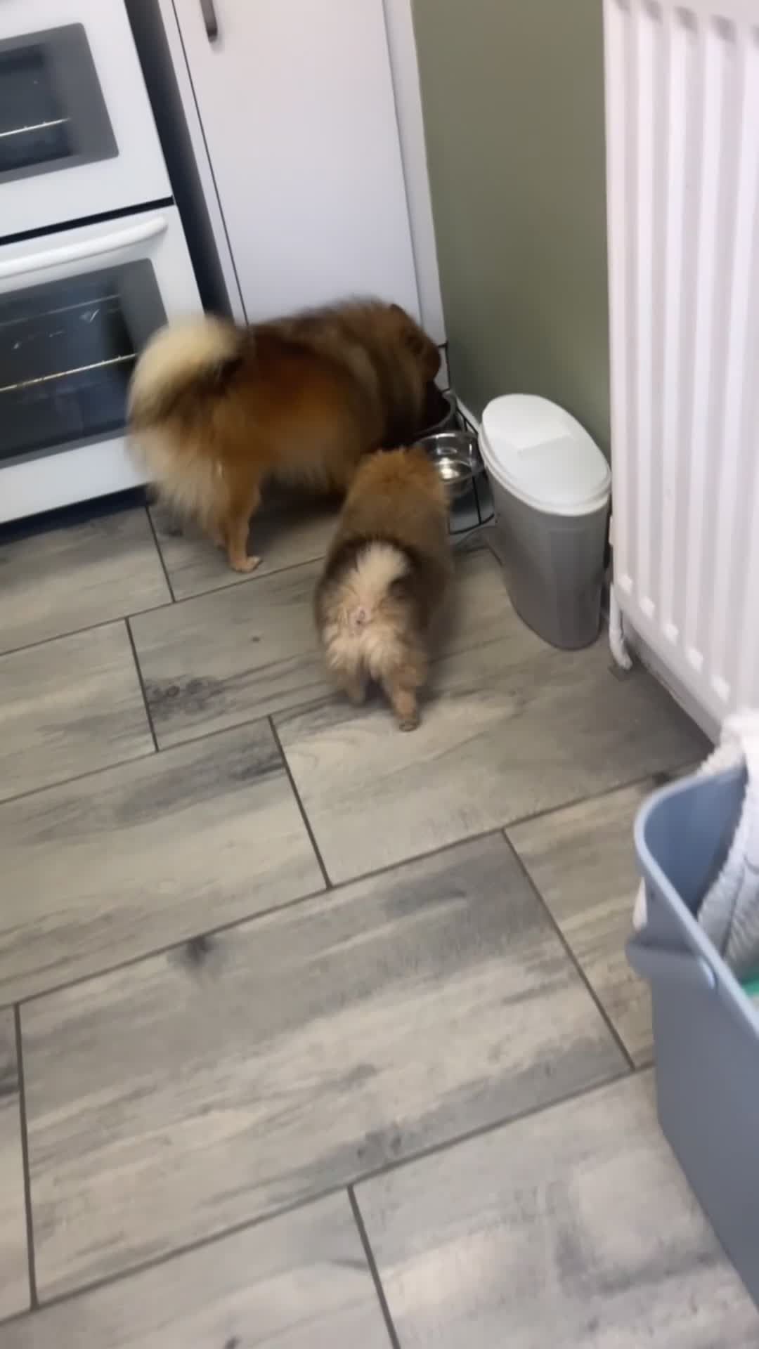 Pomeranian dogs for sale: Pomeranian puppies for sale - Video 1