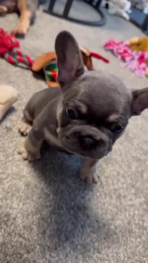 French Bulldog dogs for sale: French bulldog puppies  - Video 2