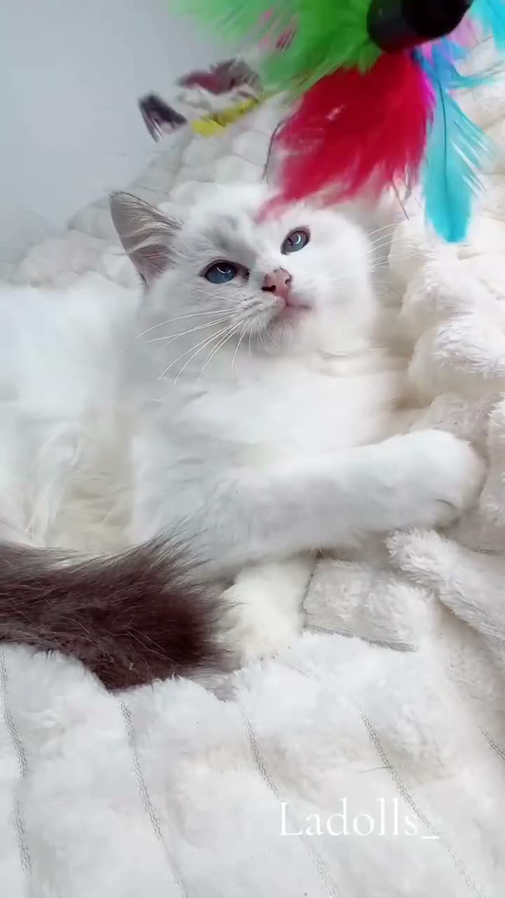Ragdoll cats for sale: Pure Ragdoll Kitties available ✨ - Video 4