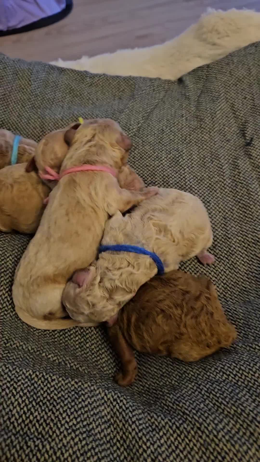 Maltipoo dogs for sale: F1b Maltipoo  - Video 1