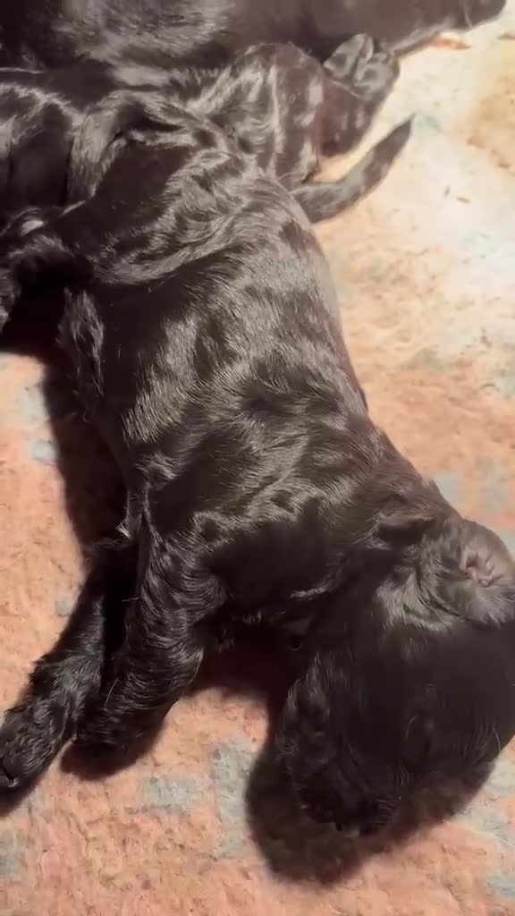 Sproodle dogs for sale: Gorgeous Sproodles - Video 1