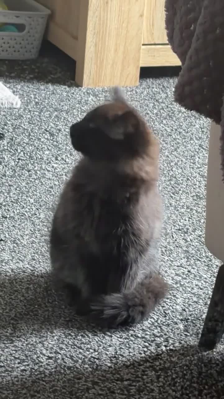 Mixed Breed cats for sale: Two black kittens ready for new home - Video 1