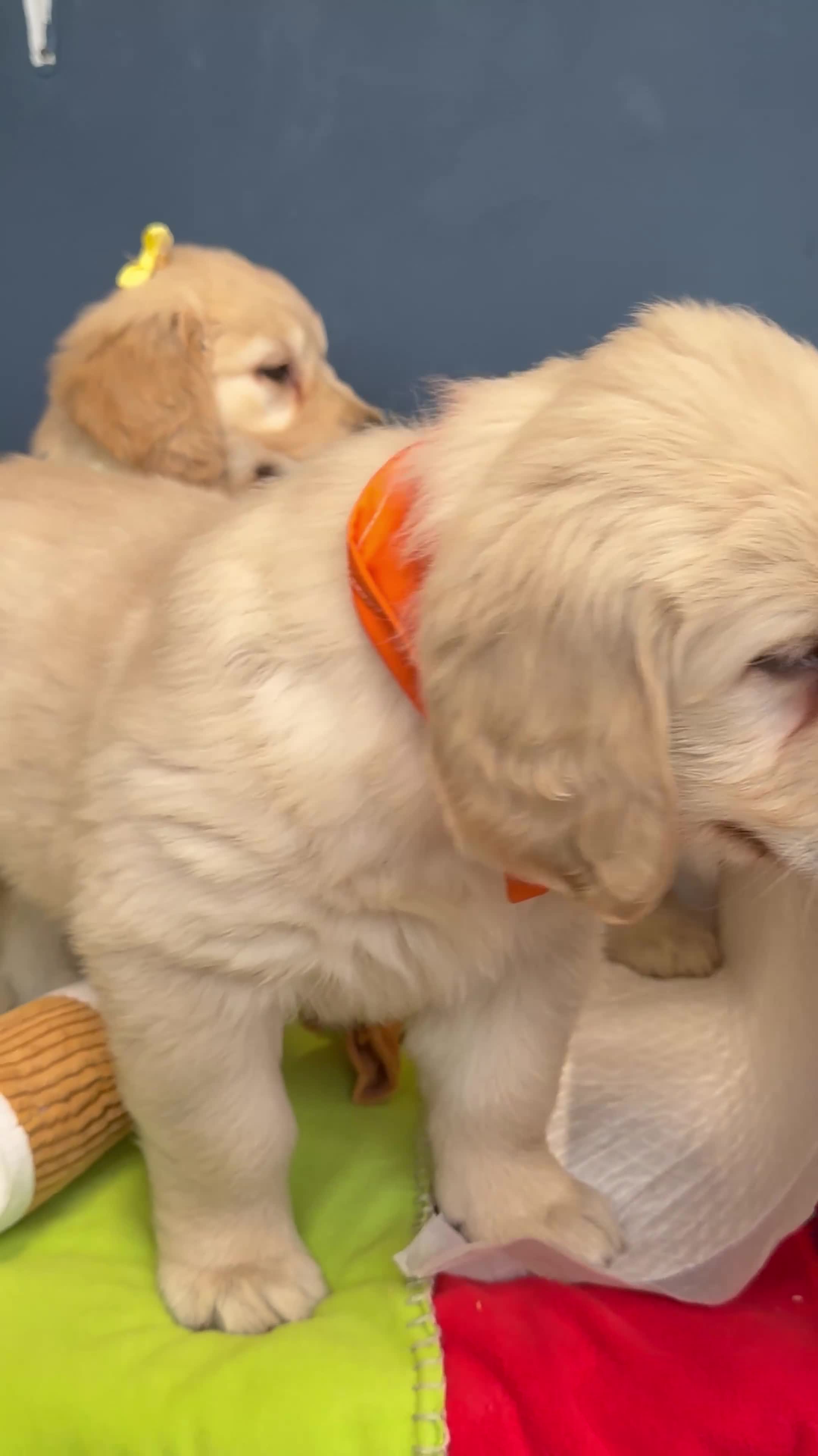 Golden Retriever dogs for sale: 🐶 Gorgeous Chunky type Golden Retriever Puppies🐶 - Video 1