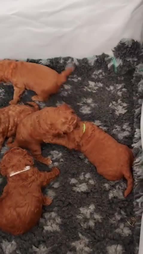 Mixed Breed dogs for sale: Poochon x Maltipoo puppies - Video 2