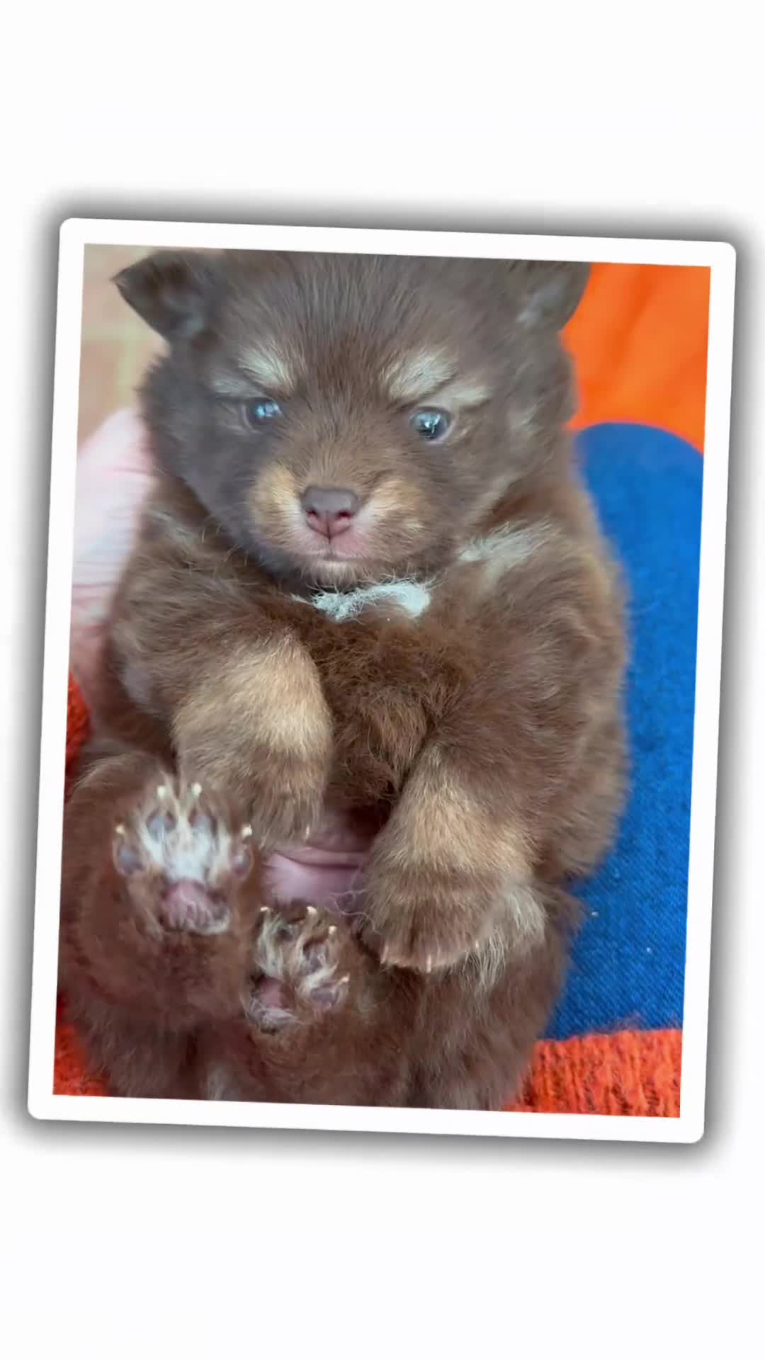 Pomchi dogs for sale: Stunning little loving girl - Video 1