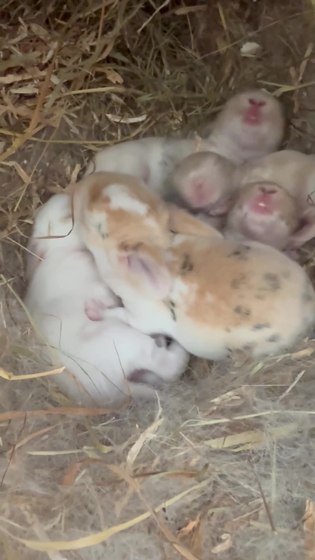 Mini Lop rabbits for sale: MINI LOP BUNNIES - pedigree  - Video 1