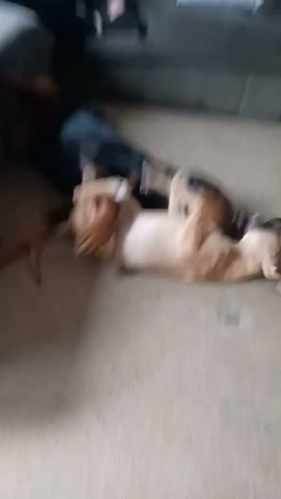 Mixed Breed dogs for sale: Beautiful saluki cross girl - Video 2