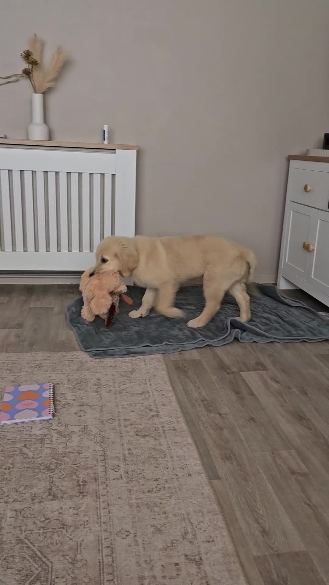 Golden Retriever dogs for sale: Golden retriever 6 months pup - Video 1