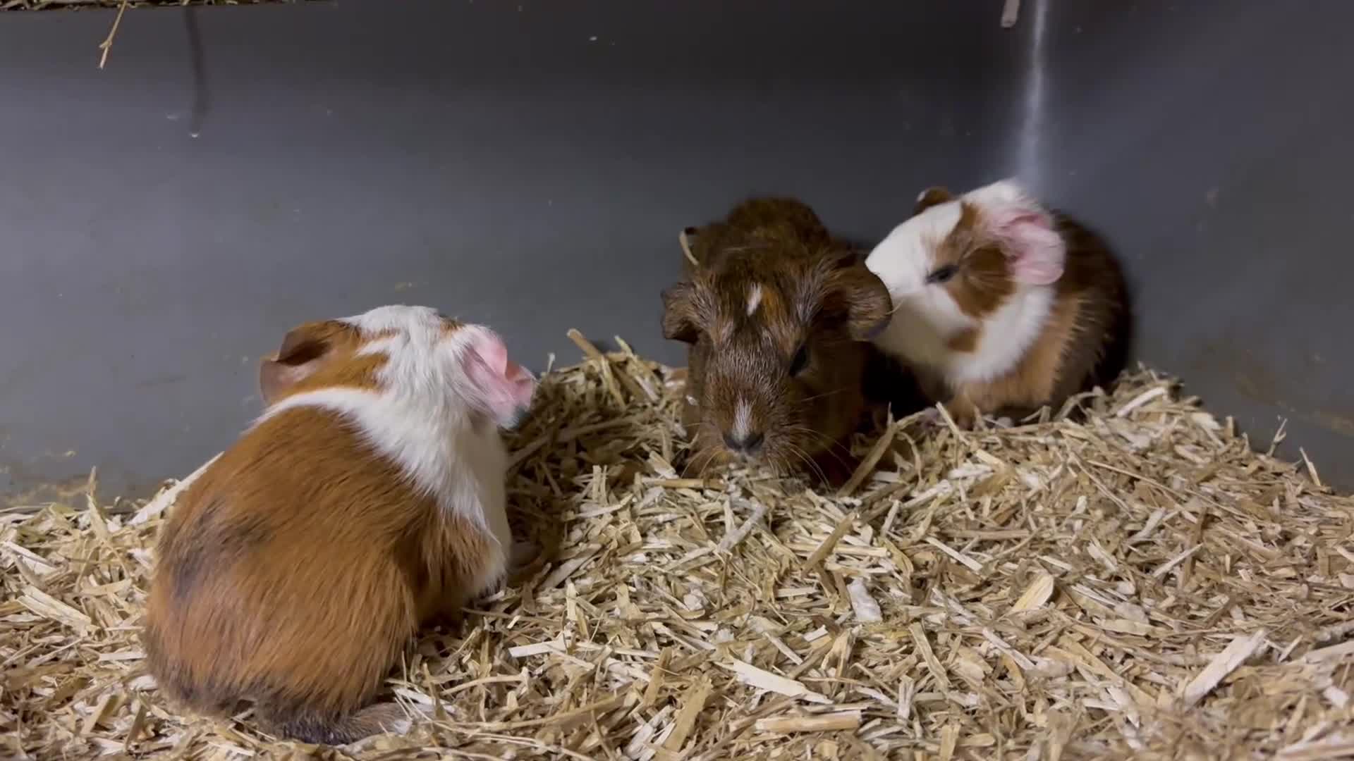 Guinea Pig rodents for sale: Beautiful baby Guinea pigs  - Video 2