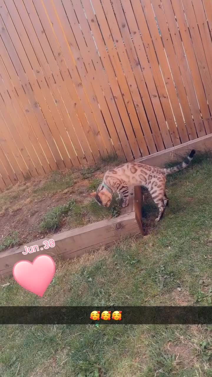 Bengal cats for sale: Beautiful Bengal Boy 1  - Video 2