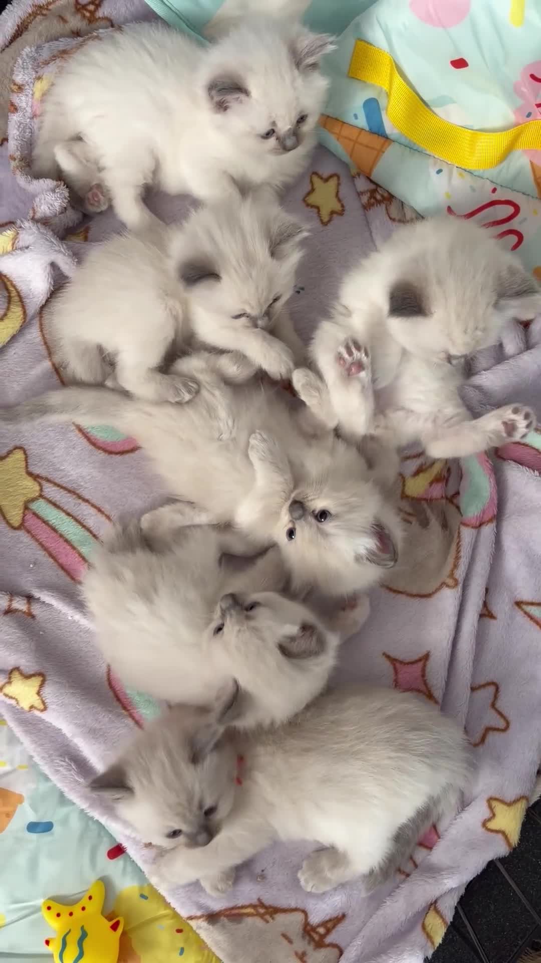 Ragdoll cats for sale: Magical dolls in Hinckley - Video 2